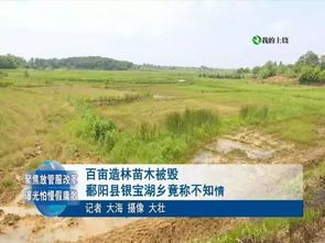 百畝造林苗木被毀，鄱陽縣銀寶湖鄉(xiāng)稱不知情 綠肺受傷背后的深層反思