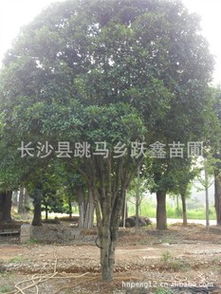 湖南苗圃精品桂花樹12 14cm喬木綠化苗木丹桂八月桂月月桂小苗