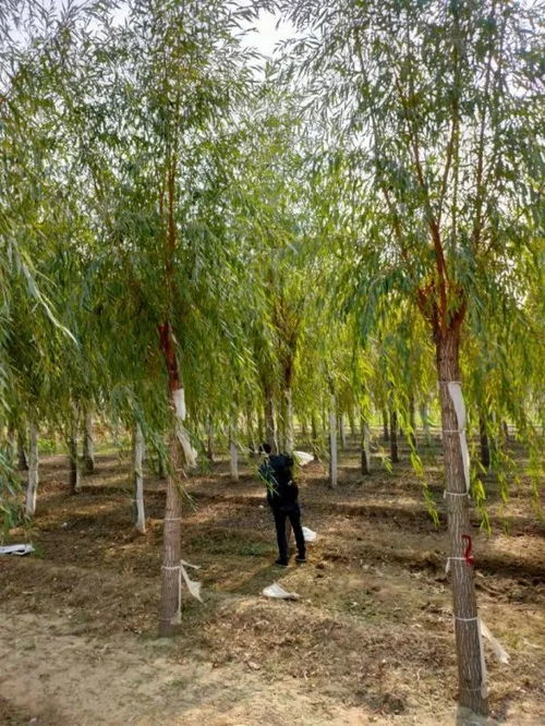 保定市邦秀園林綠化工程有限公司成功入駐苗木通，專供精品金枝槐與垂柳，助力造林綠化項(xiàng)目