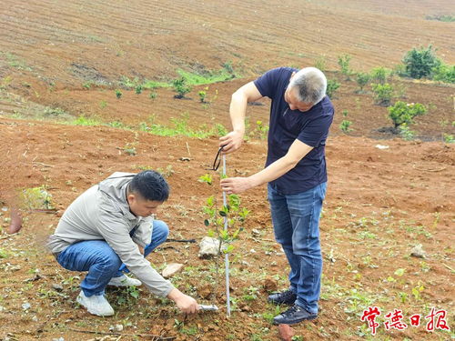 抽檢合格率100% 專家組高度肯定常德造林地苗木質(zhì)量