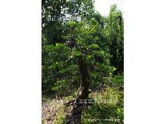 產(chǎn)地直銷一級優(yōu)質(zhì)綠化苗木與精品樁頭，助力綠色造林事業(yè)
