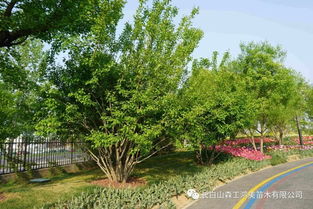 京林園林·鴻美特色苗木 茶條槭的造林應(yīng)用與生態(tài)價(jià)值