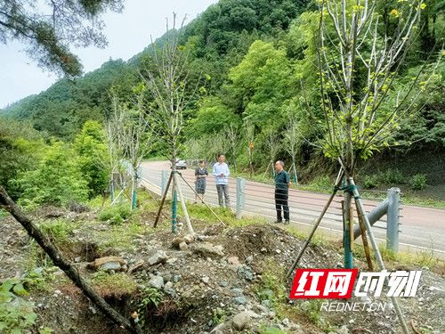 武陵源區(qū)林業(yè)局開展多彩森林廊道建設(shè)造林苗木成活率檢查